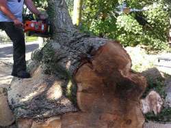 Bomen rooien Posterholt